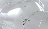 Transparent 3D Acupuncture Site Model of Sciatic Nerve