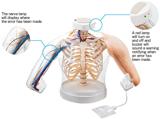 Intramuscular Injection Model of Upper Arm Muscles