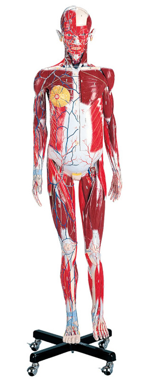 Human Anatomy Model (Male)