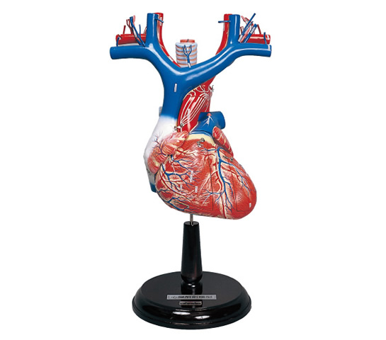 Heart Anatomy Model