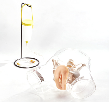 Transparent Female Catheter Model