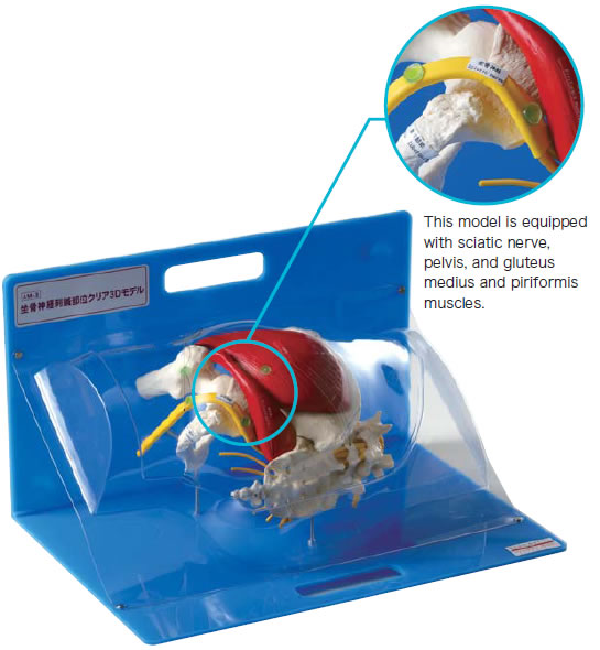 Transparent 3D Acupuncture Site Model of Sciatic Nerve