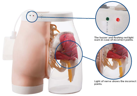 Intramuscular Injection Model of Buttocks Type 2