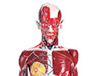 J102:Human Anatomy Model (Male)