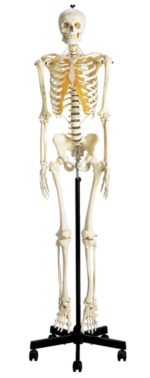 Human Skelton Model