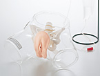 M160:Transparent Female Catheter Model