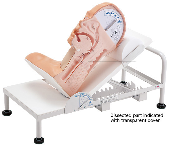 Swallowing Mechanism Model